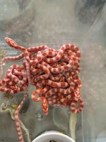 Albino Corns 2023-Greg.jpeg
