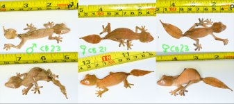 Uroplatus_phantasticus_CBBs_COMBO.jpg