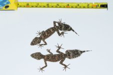 Saltuarius_wyberba_IMG_4694_240911_smaller.jpg