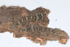 Saltuarius_wyberba_IMG_4708_240911_smaller.jpg