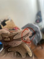 IMG_3649.jpeg