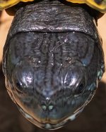 0D5AB894-6810-4A3C-AE39-EA5555E8E9CF.jpeg