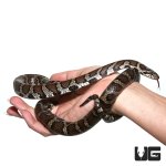 ug_eastern_milksnake_4.jpg