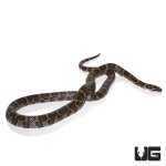ug_eastern_milksnake_3.jpg