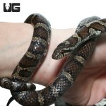 ug_eastern_milksnake_1.jpg