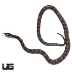ug_eastern_milksnake_2.jpg