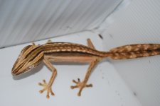 DSC_0055.JPG