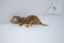 DSC_0182.JPG