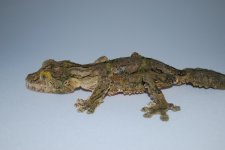 DSC_0174.JPG