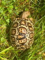 IMG_1980-compressed.jpeg