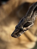 IMG_1393.jpeg