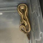 66c50ba4ed475_Sir Hiss.jpg