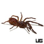 ug_psychedelic_earth_tiger_tarantula_4.jpg