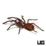ug_psychedelic_earth_tiger_tarantula_3.jpg