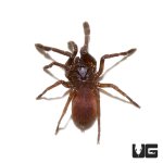 ug_psychedelic_earth_tiger_tarantula_2.jpg
