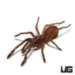 ug_psychedelic_earth_tiger_tarantula_1.jpg