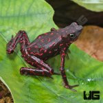 ug_Purple_Harlequin_Toad_4.jpg