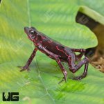 ug_Purple_Harlequin_Toad_3.jpg