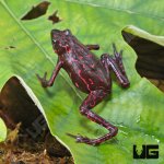 ug_Purple_Harlequin_Toad_2.jpg