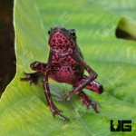 ug_Purple_Harlequin_Toad_1.jpg