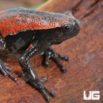 ug_Red_And_Black_Walking_Frog_5.jpg