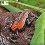 ug_Red_And_Black_Walking_Frog_4.jpg