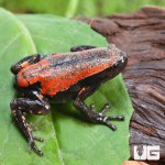 ug_Red_And_Black_Walking_Frog_3.jpg