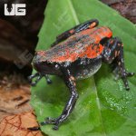 ug_Red_And_Black_Walking_Frog_2.jpg