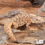 ug_baby_uromastyx_6.jpg