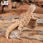 ug_baby_uromastyx_5.jpg