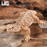 ug_baby_uromastyx_4.jpg