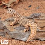 ug_baby_uromastyx_2.jpg