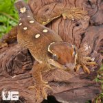 ug_Sarasinorum_Gecko_5.jpg