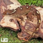 ug_Sarasinorum_Gecko_4.jpg