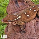 ug_Sarasinorum_Gecko_3.jpg