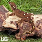 ug_Sarasinorum_Gecko_2.jpg