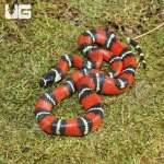 ug_Baby_Stuarts_Milksnake_4.jpg