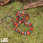 ug_Baby_Stuarts_Milksnake_2.jpg