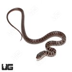 ug_Baby_Masked_Black_Racer_4.jpg