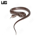 ug_Baby_Masked_Black_Racer_3.jpg