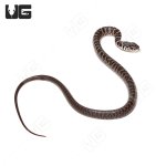 ug_Baby_Masked_Black_Racer_2.jpg