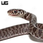 ug_Baby_Masked_Black_Racer_1.jpg