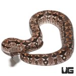 ug_new_baby_dumerils_boa_4.jpg