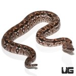 ug_new_baby_dumerils_boa_3.jpg