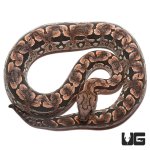ug_new_baby_dumerils_boa_2.jpg