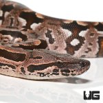 ug_new_baby_dumerils_boa_1.jpg