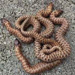IMG_0545.jpeg