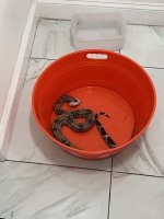 IMG_3765.jpg
