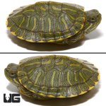 ug_new_baby_rio_grande_red_ear_slider_turtle_4.jpg