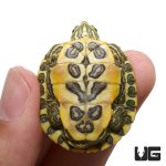 ug_new_baby_rio_grande_red_ear_slider_turtle_3.jpg